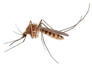 Уничтожение комаров Киев Украина